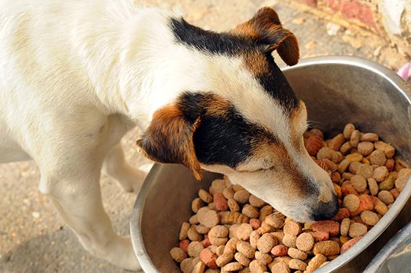 Dog eating in boarding Kennel