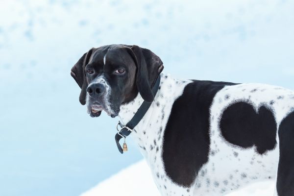 Black and white English pointer dog