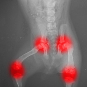 dog-hip-xray-with-marker-700×700-300×300