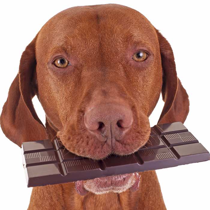 Dogs and Chocolate Why is it bad for them?