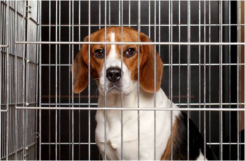 Dog in a travelling cage