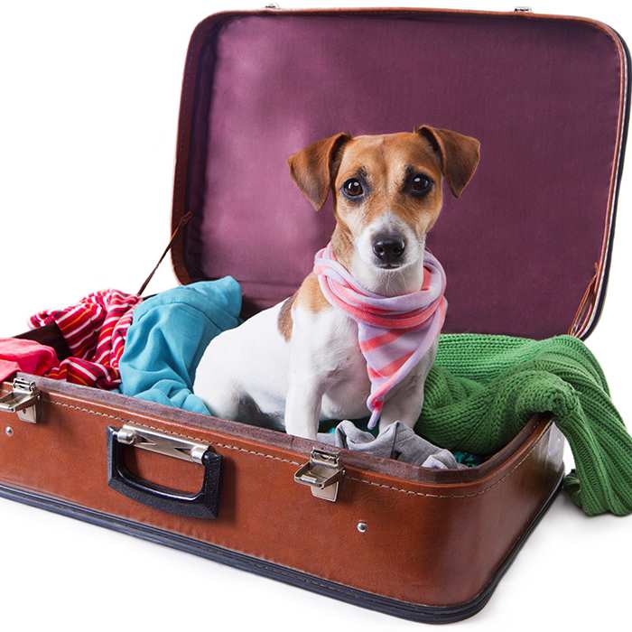 Pet Travel: Travelling with Pets in Planes