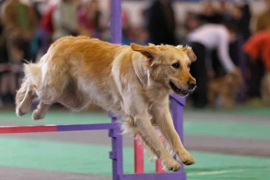dog-jumping-over-event-show