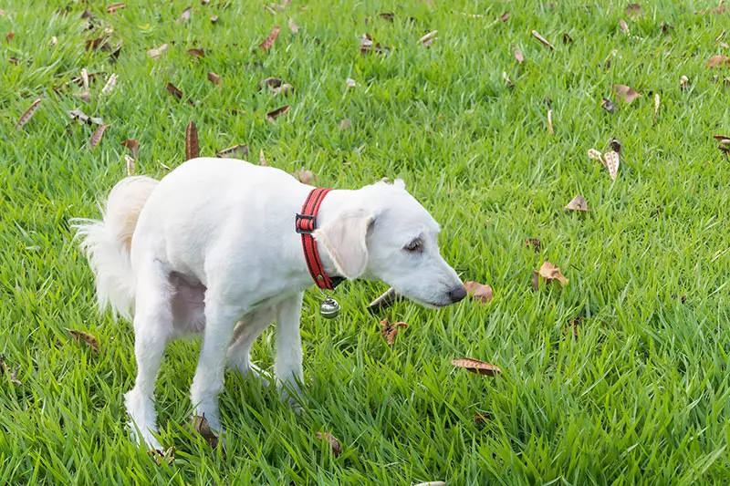 dog pooping on grass