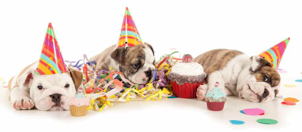 alt="dog-puppy-party-hat-cake-celebration-birthday"