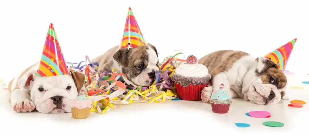 how do you plan a dog birthday party