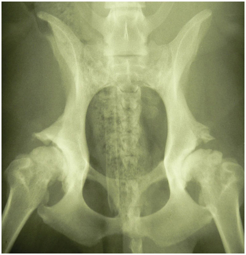 dog radiograph of the pelvis, demonstrating severe osteoarthritis in both coxofemoral joints