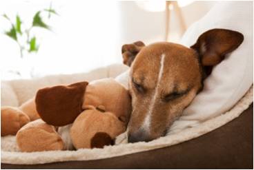 Dog resting with a toy