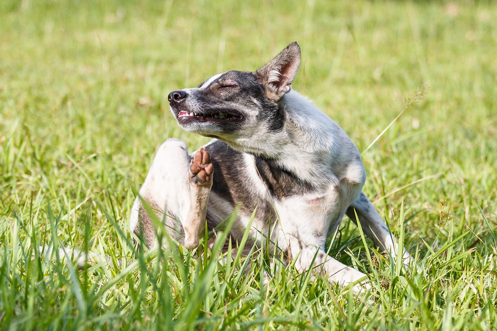 dog-scratching-in-grass, Itchy dog, dog allery
