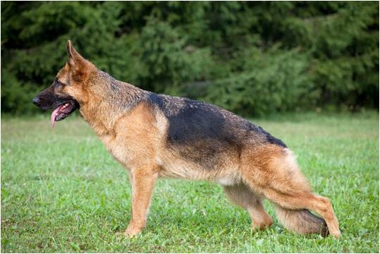 are german shepherds prone to hip dsyplasia