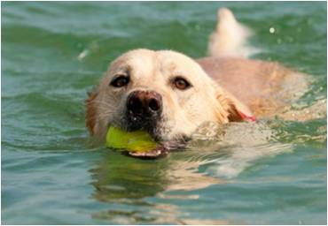 Dog swimming with tennis ball