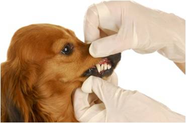 Dog teeth getting checked