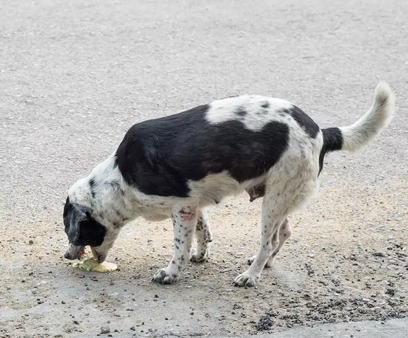 can a bacterial overgrowth cause weight loss in dogs