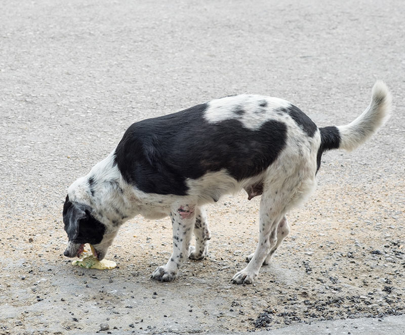 how to stop a dog from throwing up bile