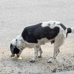 Vomiting in dogs and cats Black and white dog vomits contents of stomach on ground outdoors