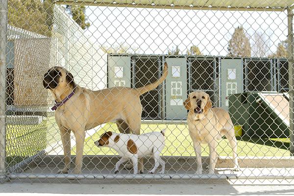 Dogs in Boarding Kennel