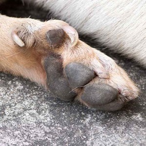 Dew Claws On Dogs: Clipping Dew Claws vs Keeping Them