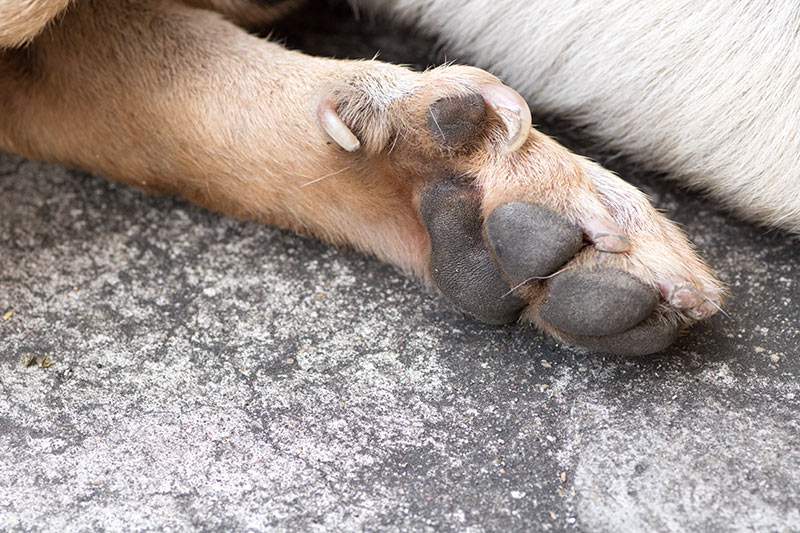 Dew Claws On Dogs Dewclaw Clipping To Keep Or Remove 