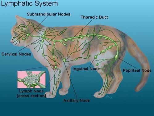 Lymphadenopathy in cats. Lymphatic system of the cat. Lymphoma in cats.