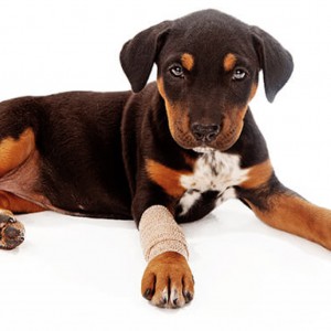 Creating a Dog First Aid Kit and Administering First Aid for Dogs