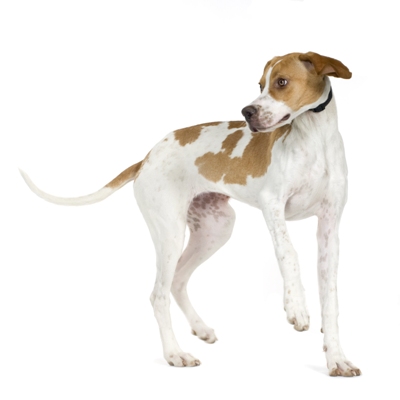 English Pointer Standing English Pointer Bow Wow Meow Pet Insurance
