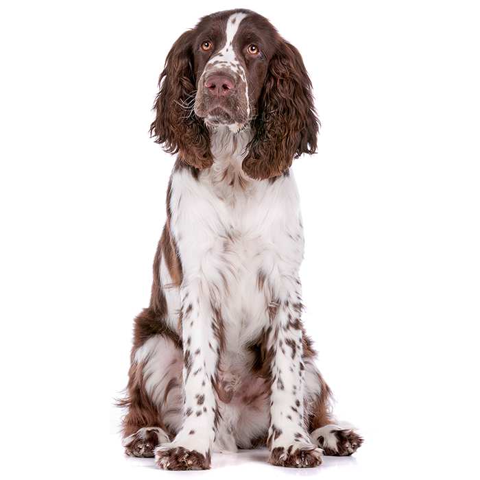 springer spaniel with kids