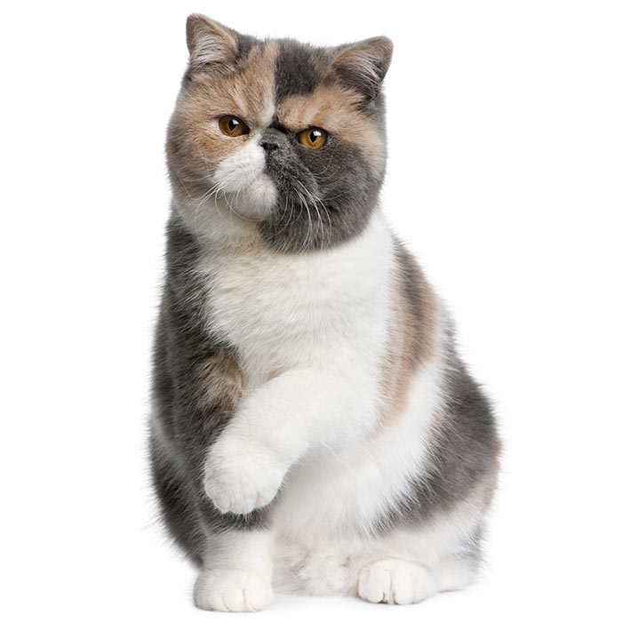 exotic shorthair tabby halloween costume