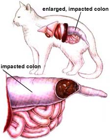 Megacolon in cat. Cat constipation.
