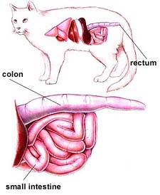 Normal colon in cats. Megacolon in cat. Cat constipation. 