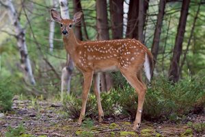 fawn in wild forest