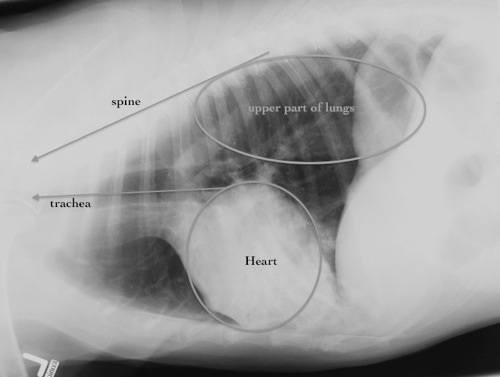 Radiograph of a normal dog’s heart from the side enlarged heart in dogs cardiomyopathy in dogs dilated cardiomyopathy in dogs dog enlarged heart life expectancy