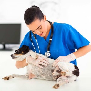 female-vet-examines-terrier-dog-for-skin-allergies
