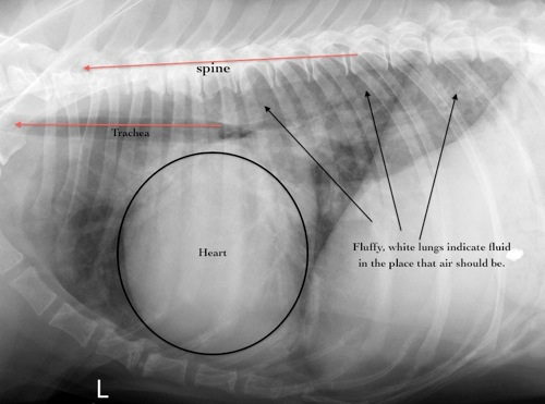 Radiograph of a dog’s heart with DCM from the side enlarged heart in dogs cardiomyopathy in dogs dilated cardiomyopathy in dogs dog enlarged heart life expectancy-copy