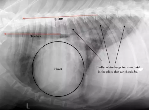 what causes enlarged heart in dogs