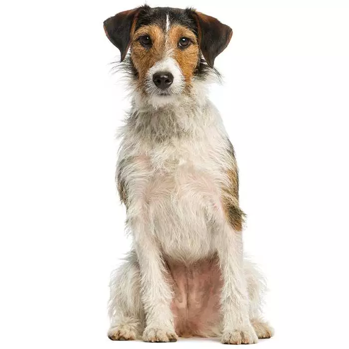 what are the different types of terrier dogs