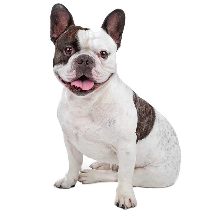 are french bulldogs small or medium
