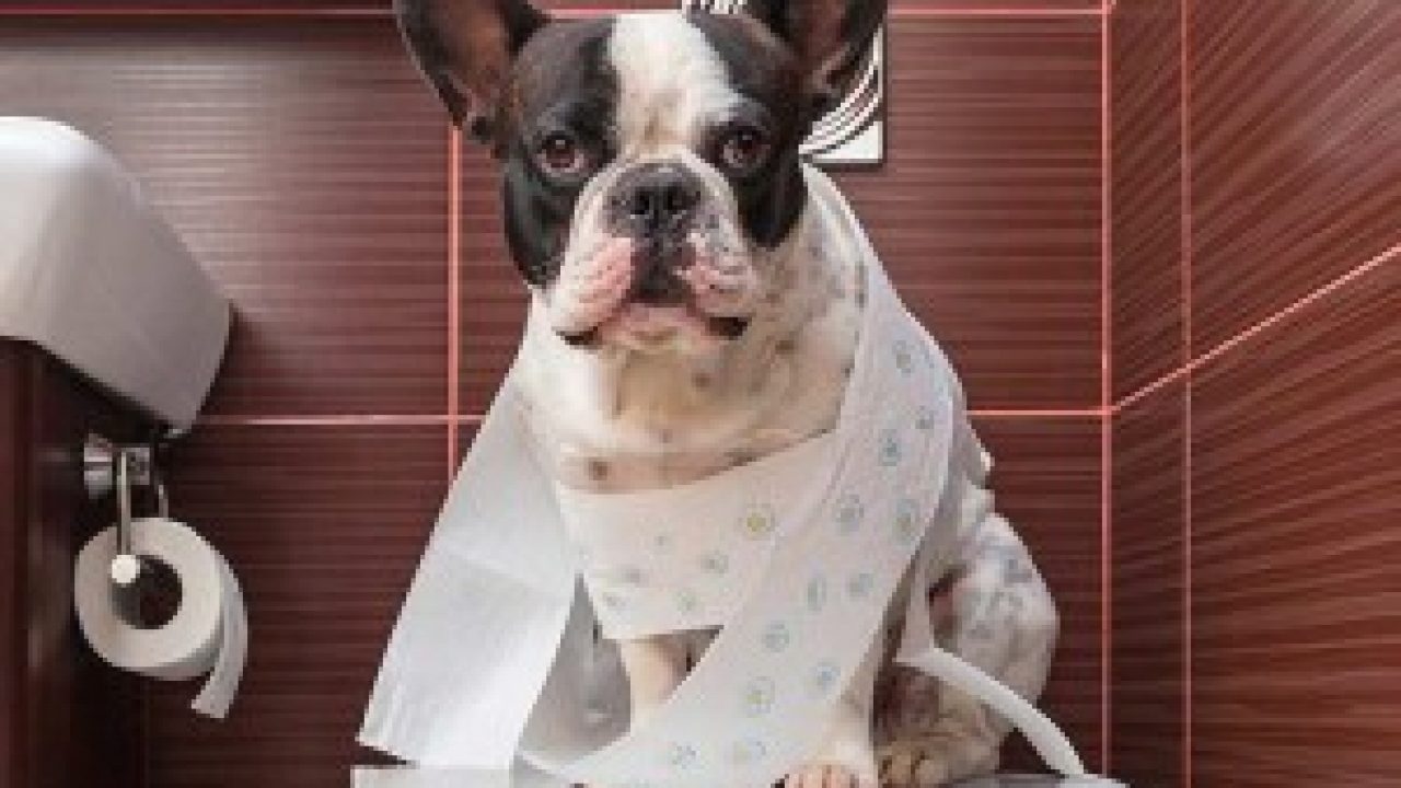 french bulldog toilet training