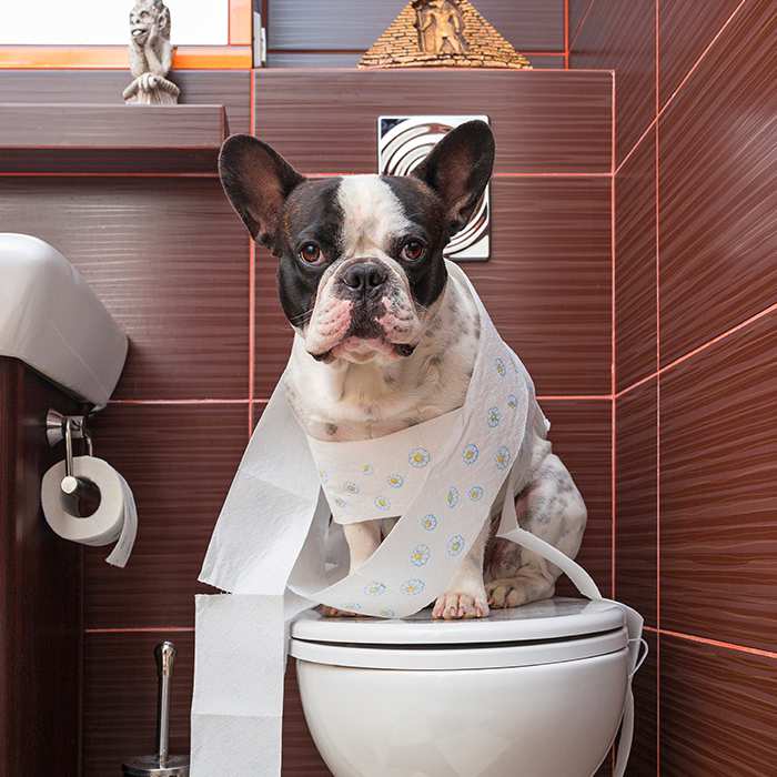 french-bulldog-frenchie-toilet-training-dog-wrapped-in-toilet-paper French Bulldog Bow Wow Meow Pet Insurance