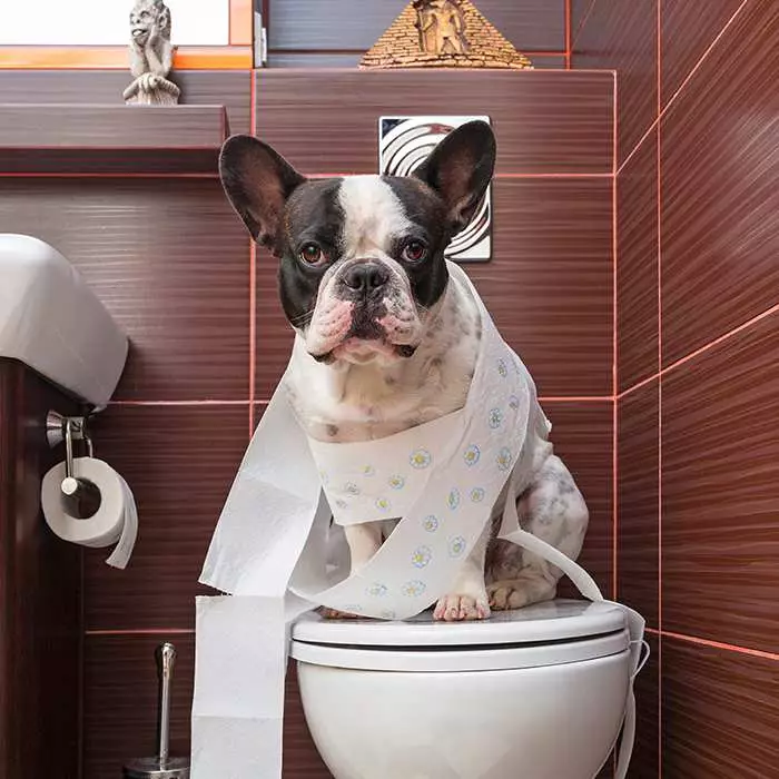 Train dog to 2025 poop in toilet