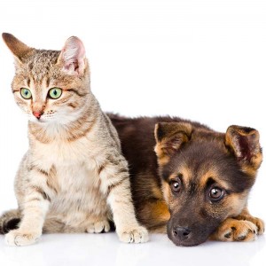 Top 10 Hypoallergenic Cats - Bow Wow Pet Insurance