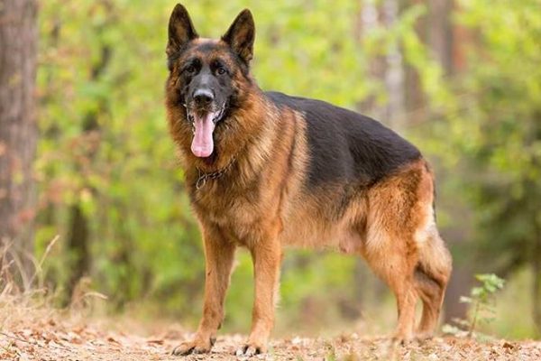 German Shepherd dog standing outdoors