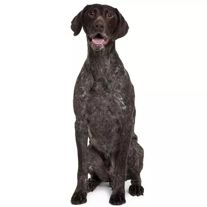 Facts about german shorthaired 2024 pointers