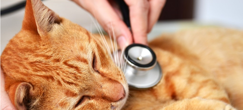 ginger-cat-laying-down-with-stethoscope