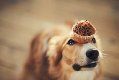 golden-dog-with-cake-on-head