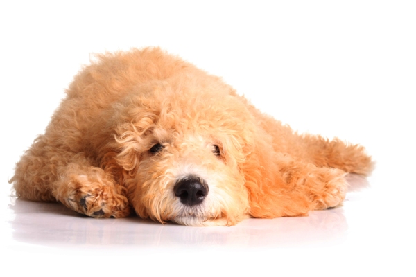 Golden Doodle Lying Down Groodle Golden Doodle Bow Wow Meow Pet Insurance
