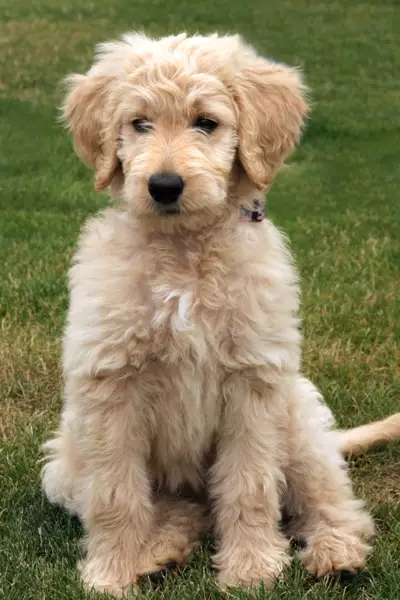 Golden retriever x poodle puppies hot sale for sale