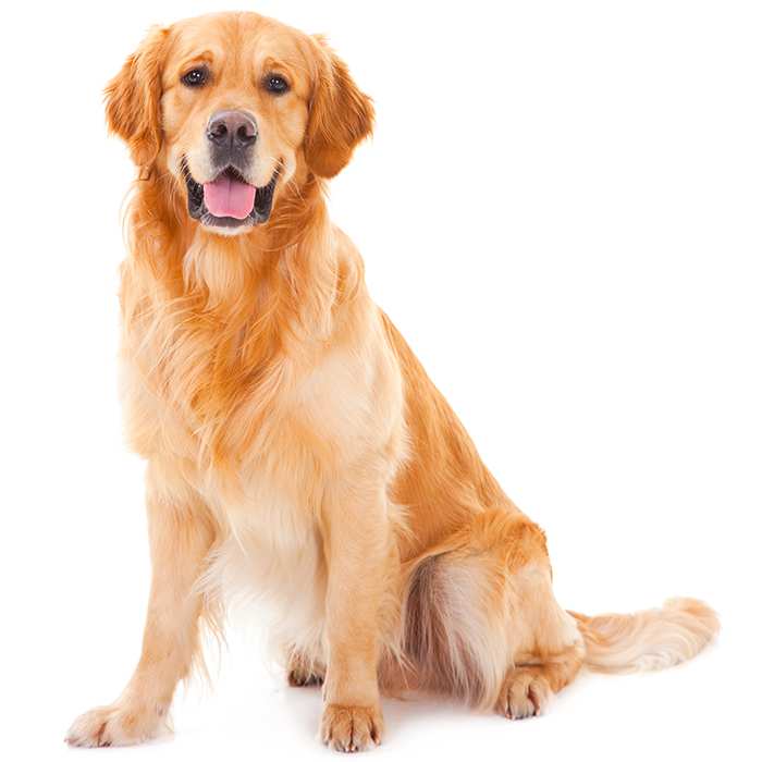 information about golden retriever dog