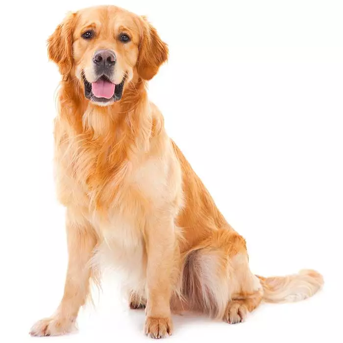 Golden retriever dog store breeds