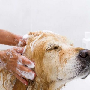 golden-retriever-dog-being-washed Golden Retriever Bow Wow Meow Pet Insurance