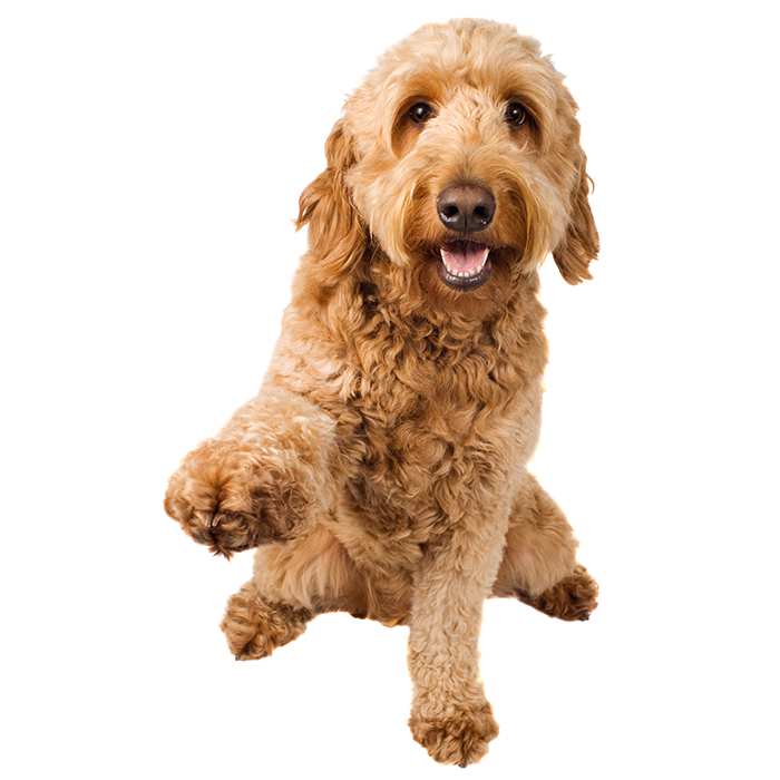 do goldendoodles have stomach problems